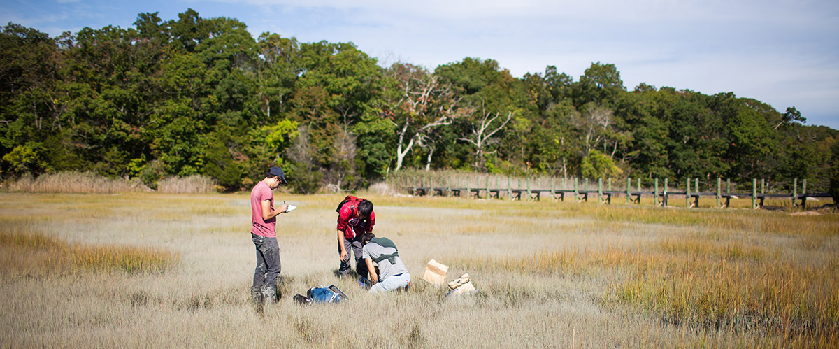 Students taking research samples in salt marsh