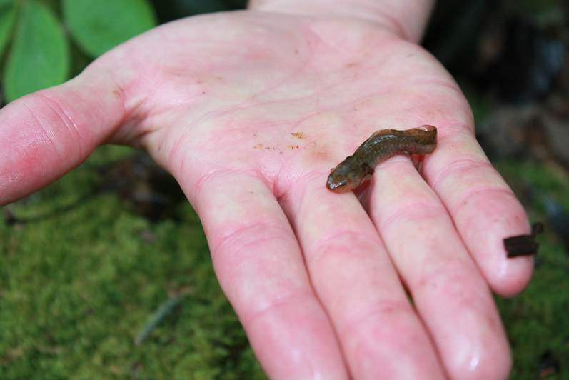 A larval spotted salamander