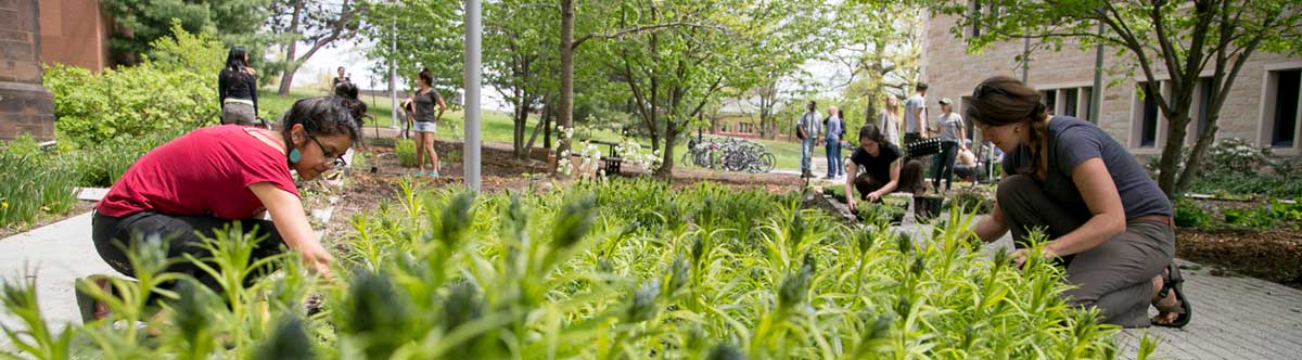 Students working in the Forest Garden of Kroon Hall's north courtyard