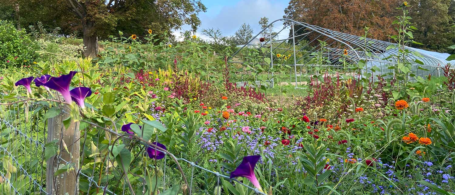 Food Systems Yale Farm